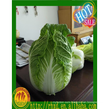 Healthy cabbage